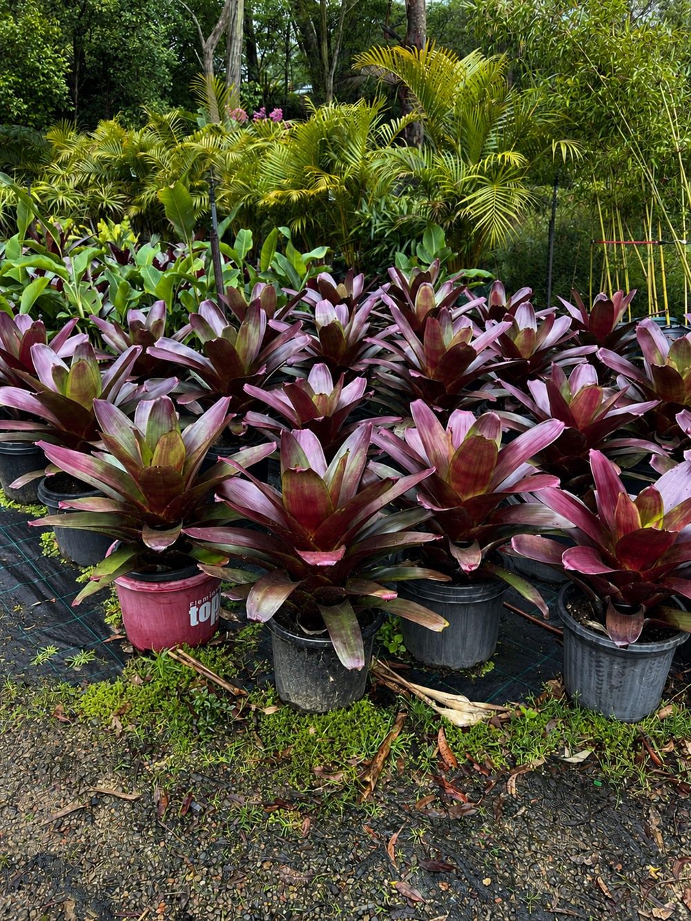 Tropical plants selected for softscape garden design projects by Eco Vision